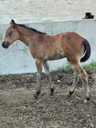 Filly by Windsor
