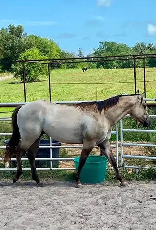 E Z Bre Z Beautiful (Covergirl), 2 Year Old Sorrel Quarter Horse Filly for Sale in Parma, ID