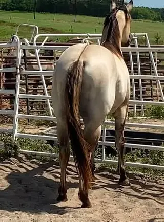 E Z Bre Z Beautiful (Covergirl), 2 Year Old Sorrel Quarter Horse Filly for Sale in Parma, ID, photo 3 of 8