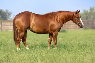 E Z Bre Z Beautiful (Covergirl), 2 Year Old Sorrel Quarter Horse Filly for Sale in Parma, ID, photo 5 of 8