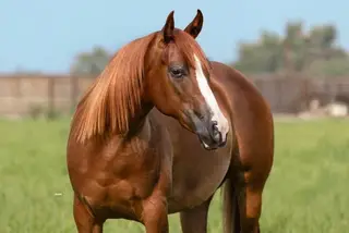 E Z Bre Z Beautiful (Covergirl), 2 Year Old Sorrel Quarter Horse Filly for Sale in Parma, ID, photo 6 of 8