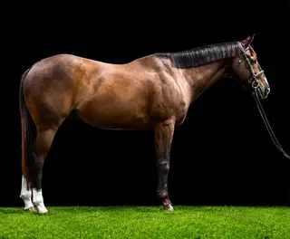 E Z Bre Z Beautiful (Covergirl), 2 Year Old Sorrel Quarter Horse Filly for Sale in Parma, ID, photo 8 of 8