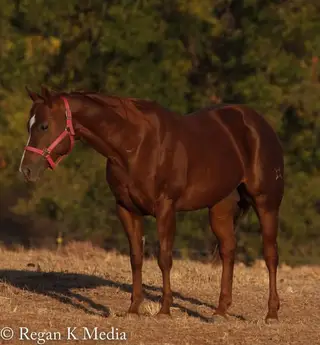 Azuls Caballo Leo, 12 Year Old Chestnut Quarter Horse Mare for Sale in Stroud, OK