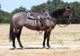 Dolly, 11 Year Old Quarter Horse Mare for Sale in Graham, TX