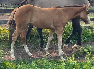 Bay dun Quarter Horse Filly