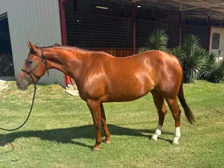 Dr Stylish Shooter, 5 Year Old Sorrel Quarter Horse Mare for Sale in Perrin, TX