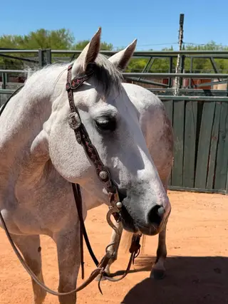 Metallic Smoke N Gun, 4 Year Old Grey Quarter Horse Mare for Sale in Tucson, AZ, photo 3 of 4