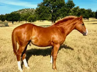 Colt by VKRO Olena Hydrive, Foal Sorrel Quarter Horse Colt for Sale in Pontotoc, TX, photo 2 of 5