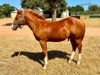 Colt by VKRO Olena Hydrive, Foal Sorrel Quarter Horse Colt for Sale in Pontotoc, TX, photo 3 of 5
