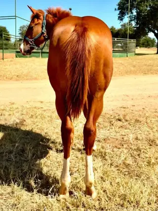 Colt by VKRO Olena Hydrive, Foal Sorrel Quarter Horse Colt for Sale in Pontotoc, TX, photo 4 of 5