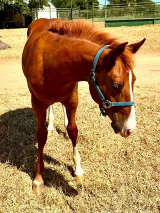 Colt by VKRO Olena Hydrive, Foal Sorrel Quarter Horse Colt for Sale in Pontotoc, TX, photo 5 of 5