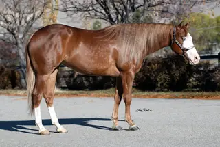 Mare by Inferno Sixty Six