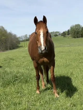 Ali Loper (Evie), 8 Year Old Sorrel Quarter Horse Mare for Sale in Port Matilda, PA