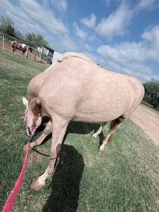 Palomino Mare, 3 Year Old Mare for Sale in Wichita Falls, TX
