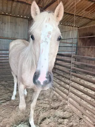 Palomino Mare, 3 Year Old Palomino Mare for Sale in Wichita Falls, TX, photo 2 of 4