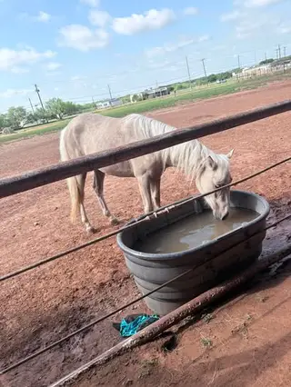 Palomino Mare, 3 Year Old Palomino Mare for Sale in Wichita Falls, TX, photo 3 of 4