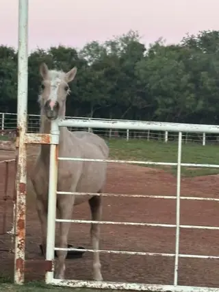 Palomino Mare, 3 Year Old Palomino Mare for Sale in Wichita Falls, TX, photo 4 of 4