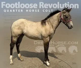 Footloose Revolution (Ren), 1 Year Old Buckskin Dun Quarter Horse Colt for Sale in Fort Collins, CO