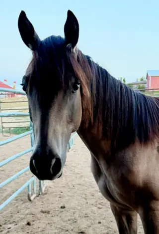 Footloose Revolution (Ren), 1 Year Old Buckskin Dun Quarter Horse Colt for Sale in Fort Collins, CO, photo 2 of 2
