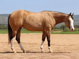 Afterburn (Jolene), 2 Year Old Buckskin Quarter Horse Filly for Sale in Dewey, AZ