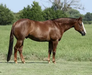 Joe The Whoa, 7 Year Old Chestnut Quarter Horse Gelding for Sale in Buffalo, MO, photo 2 of 6
