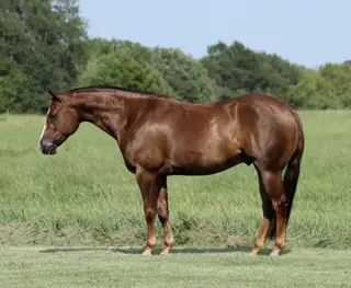 Joe The Whoa, 7 Year Old Chestnut Quarter Horse Gelding for Sale in Buffalo, MO, photo 3 of 6