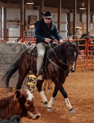 Cattiness, 8 Year Old Bay Quarter Horse Mare for Sale in Lexington, TN