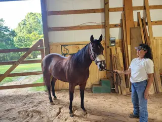Cattiness, 8 Year Old Bay Quarter Horse Mare for Sale in Lexington, TN, photo 3 of 5