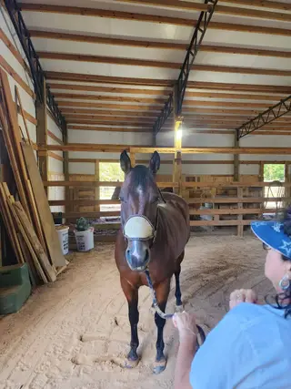 Cattiness, 8 Year Old Bay Quarter Horse Mare for Sale in Lexington, TN, photo 4 of 5