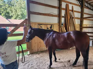 Cattiness, 8 Year Old Bay Quarter Horse Mare for Sale in Lexington, TN, photo 5 of 5