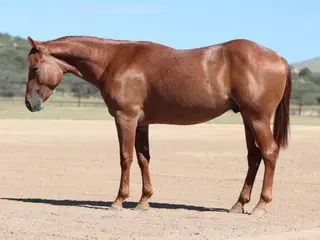 Once A Red Whiskey (Boondoc), 2 Year Old Red Roan Quarter Horse Gelding for Sale in Dewey, AZ, photo 2 of 3