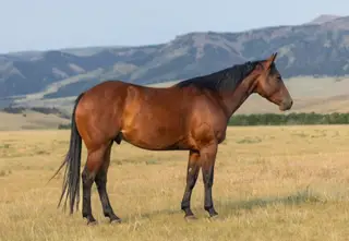 GC Son Of A King (Crawfish), 7 Year Old Bay Quarter Horse Gelding for Sale in Meeteetse, WY