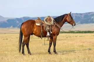 GC Son Of A King (Crawfish), 7 Year Old Bay Quarter Horse Gelding for Sale in Meeteetse, WY, photo 2 of 4