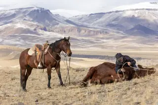 GC Son Of A King (Crawfish), 7 Year Old Bay Quarter Horse Gelding for Sale in Meeteetse, WY, photo 3 of 4
