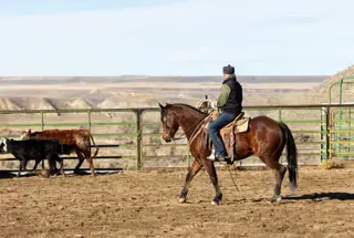 GC Son Of A King (Crawfish), 7 Year Old Bay Quarter Horse Gelding for Sale in Meeteetse, WY, photo 4 of 4