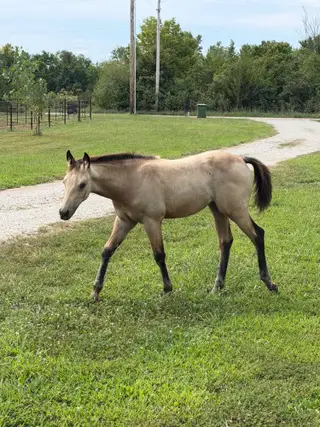 Sheza Willow Cat, Foal Buckskin Quarter Horse Filly for Sale in Rantoul, KS