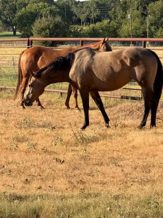 Sheza Willow Cat, Foal Buckskin Quarter Horse Filly for Sale in Rantoul, KS, photo 3 of 5