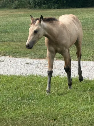 Sheza Willow Cat, Foal Buckskin Quarter Horse Filly for Sale in Rantoul, KS, photo 4 of 5