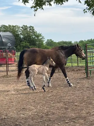 Sheza Willow Cat, Foal Buckskin Quarter Horse Filly for Sale in Rantoul, KS, photo 5 of 5