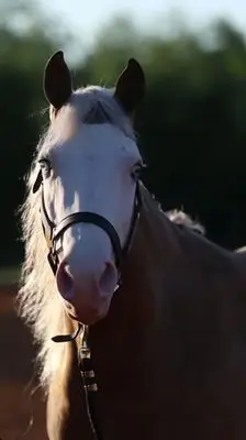 Horse by Magnum Chic Dream, Quarter Horse for Sale, photo 2 of 2