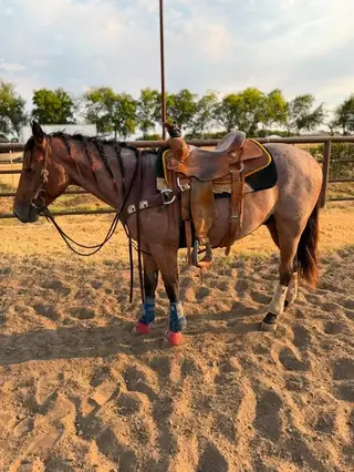 Wiggys Redwood, 2 Year Old Bay Roan Quarter Horse Stallion for Sale in Crowley, TX