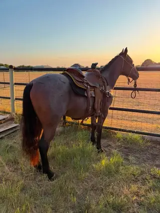 Wiggys Redwood, 2 Year Old Bay Roan Quarter Horse Stallion for Sale in Crowley, TX, photo 2 of 4