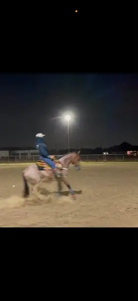 Wiggys Redwood, 2 Year Old Bay Roan Quarter Horse Stallion for Sale in Crowley, TX, photo 3 of 4