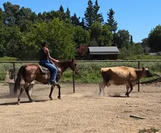 Penny, 12 Year Old Chestnut Quarter Horse Mare for Sale in Anderson, CA, photo 2 of 4