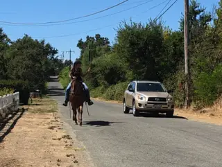 Penny, 12 Year Old Chestnut Quarter Horse Mare for Sale in Anderson, CA, photo 4 of 4