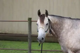 Ninetyonesonthemoney (Sasha), 5 Year Old Grey Quarter Horse Mare for Sale in Holstein, IA, photo 2 of 5