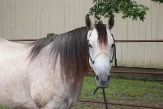 Ninetyonesonthemoney (Sasha), 5 Year Old Grey Quarter Horse Mare for Sale in Holstein, IA, photo 3 of 5
