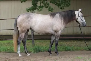 Ninetyonesonthemoney (Sasha), 5 Year Old Grey Quarter Horse Mare for Sale in Holstein, IA, photo 4 of 5