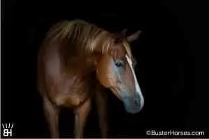 Hez So Southern (Oscar), 11 Year Old Quarter Horse Gelding for Sale