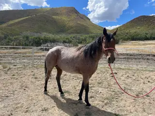 Bay roan Quarter Horse Gelding, 5 Year Old Bay Roan Quarter Horse Gelding for Sale in Mancos, CO